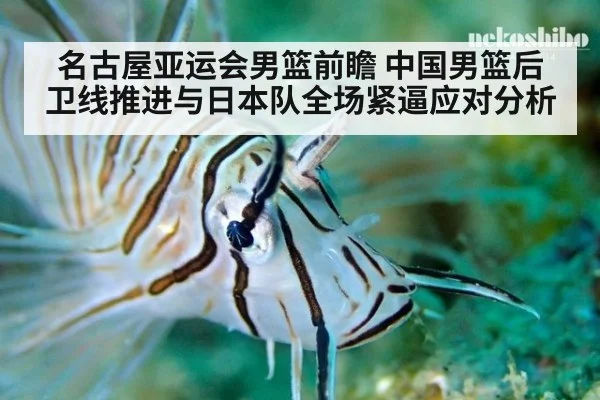 名古屋亚运会男篮前瞻 中国男篮后卫线推进与日本队全场紧逼应对分析
